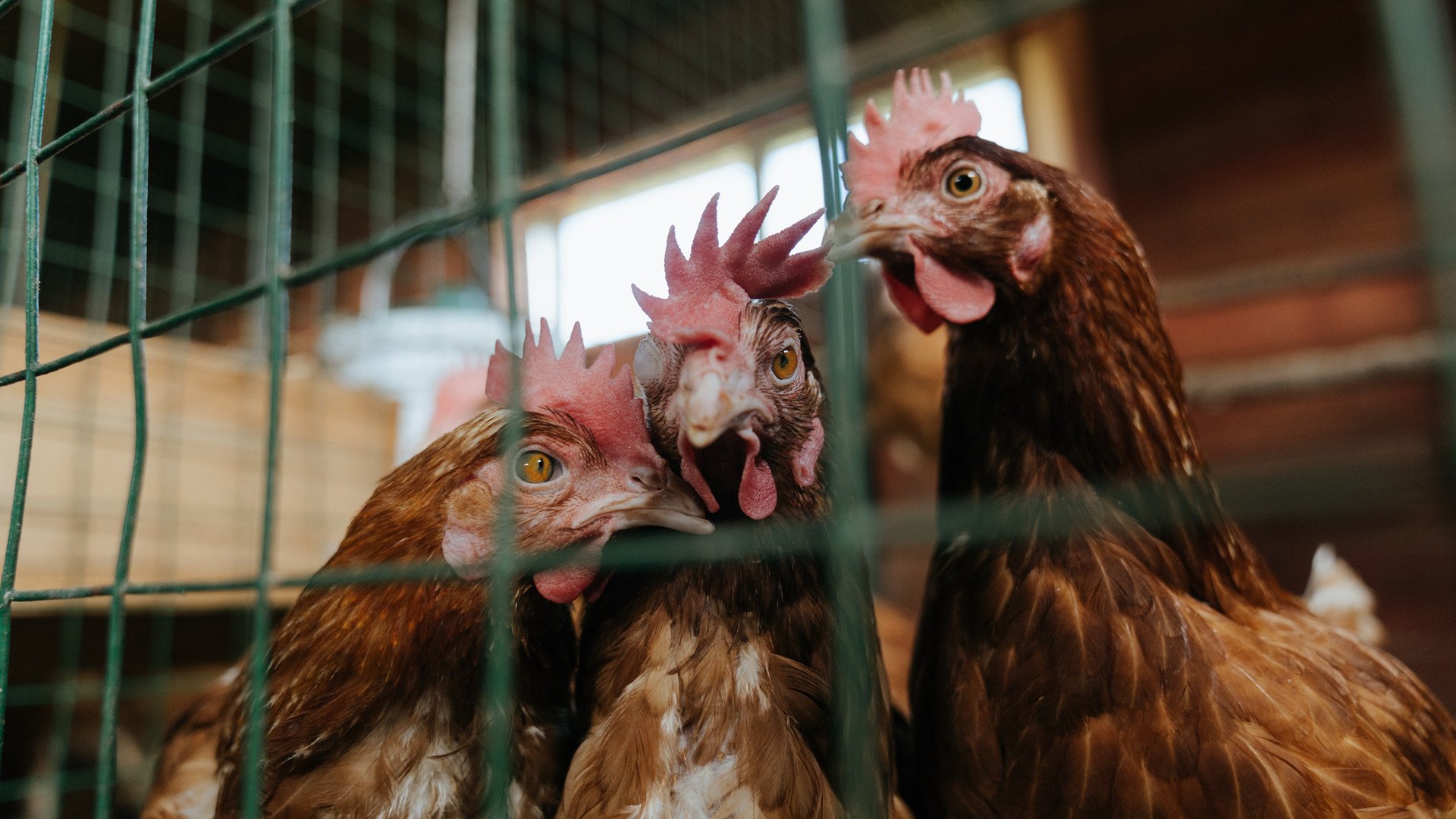“边远地区足球振兴计划启动,普及基层青训”,偏远地区校园足球